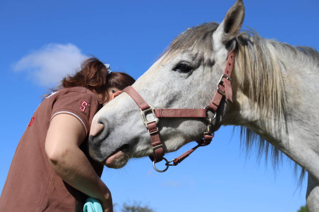 soin d'un cheval