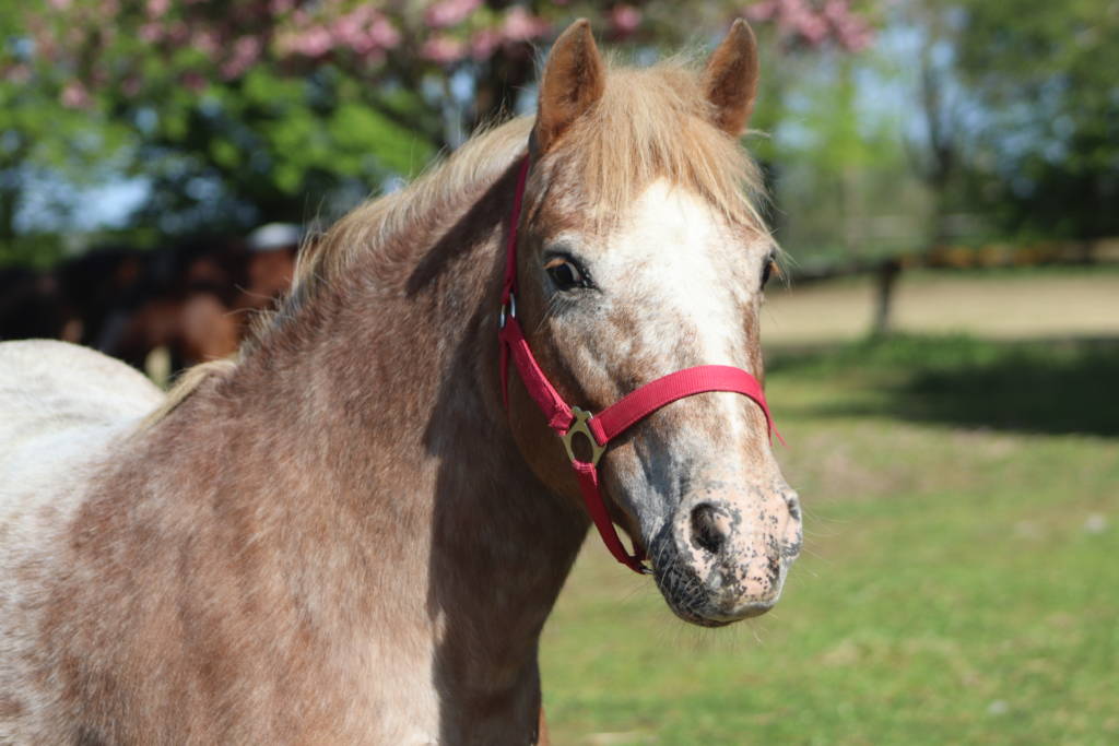 Un cheval qui a bénéficié d'une communication animale à angers.