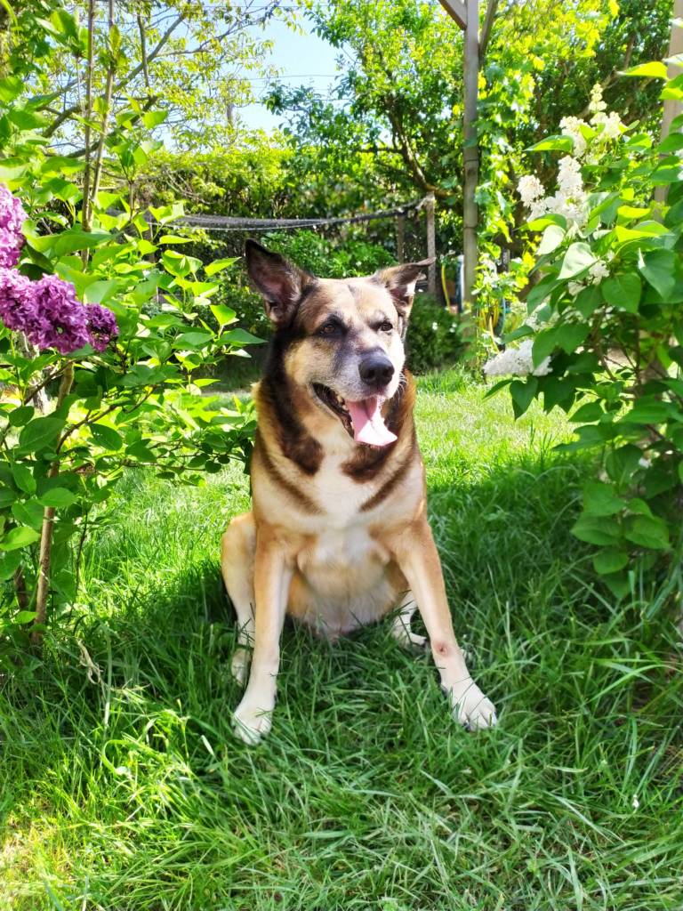 Un chien qui a fait l'objet d'une communication animale à angers