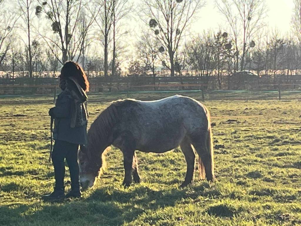 Une séance de thérapie avec le cheval avec un adulte marchant à côté d'un cheval