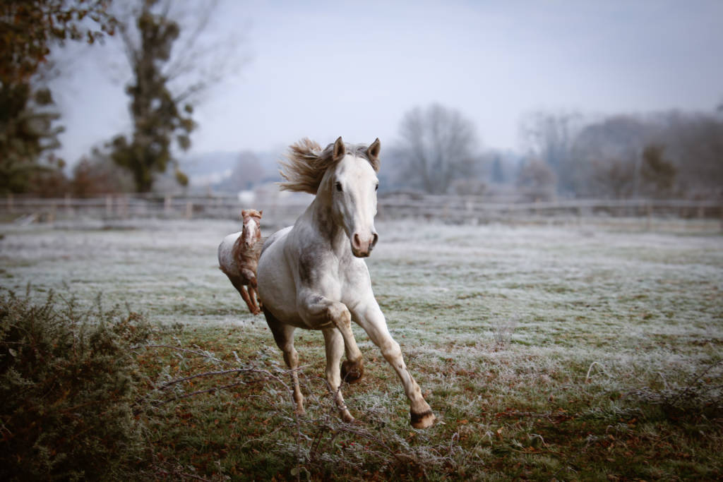 cheval en liberté